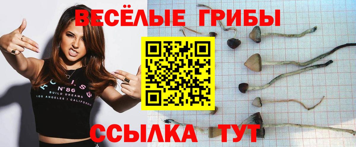 Псилоцибиновые грибы Cubensis Свободный