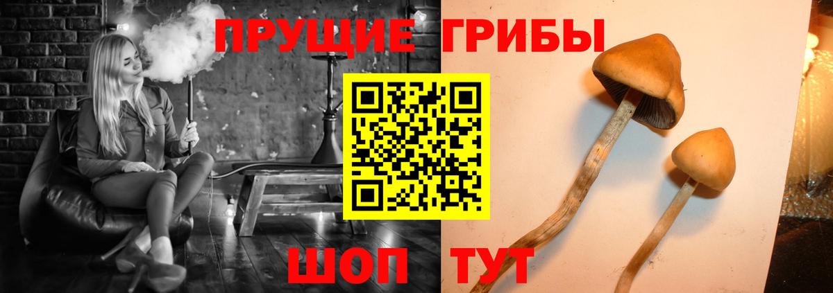 Галлюциногенные грибы Psilocybine cubensis  Вход с VPN  Свободный 